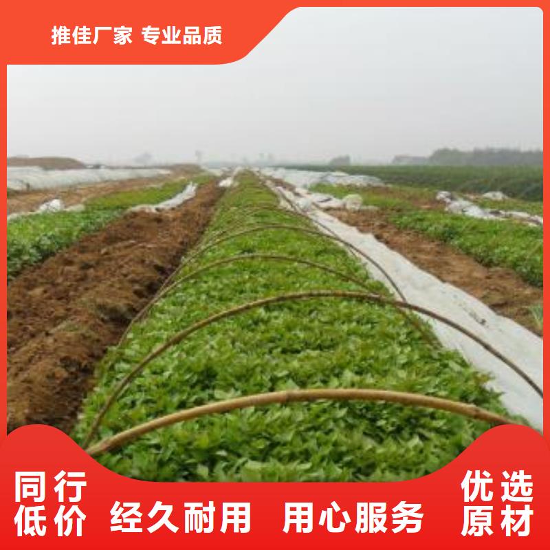 紫薯苗价格