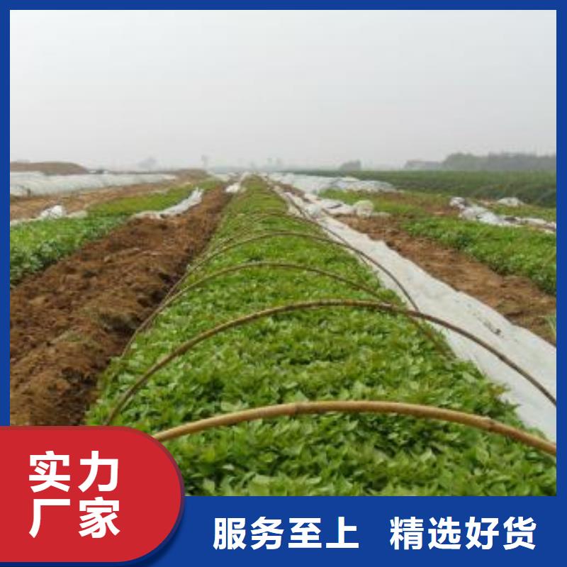 紫薯苗子哪里有卖的