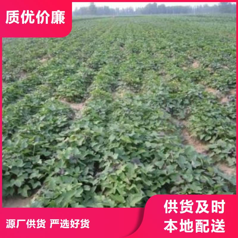 紫薯苗（绫紫）什么时候种