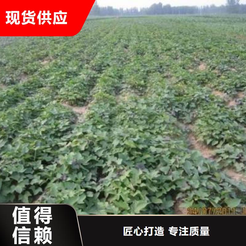 紫薯苗子销售