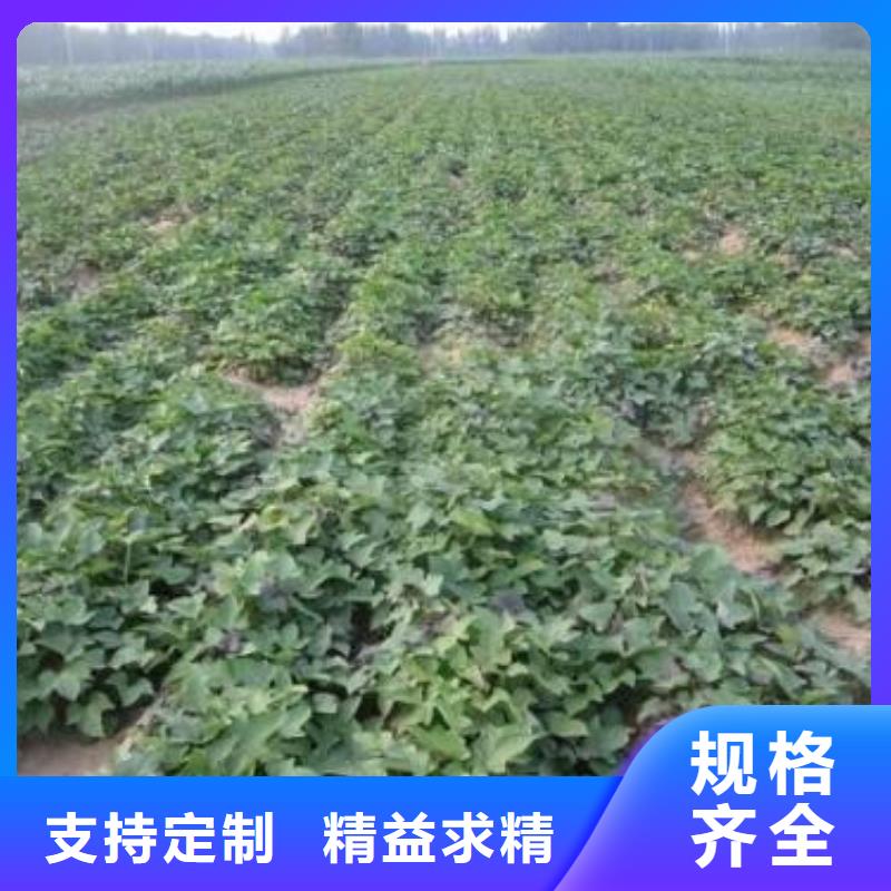 紫地瓜苗子什么时候种