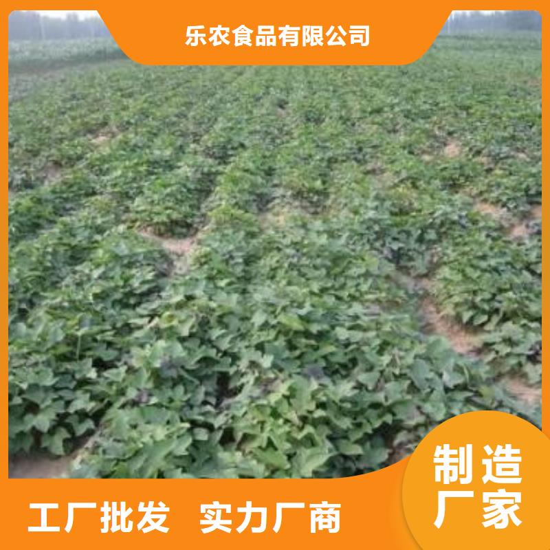 紫薯苗（绫紫）供应
