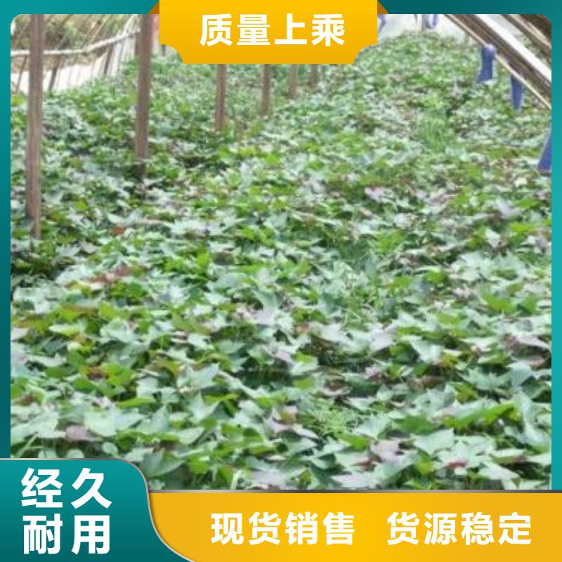紫薯苗子批发销售