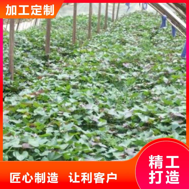 紫红薯苗批发销售