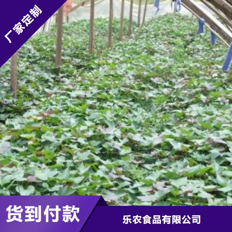 紫薯苗多少钱