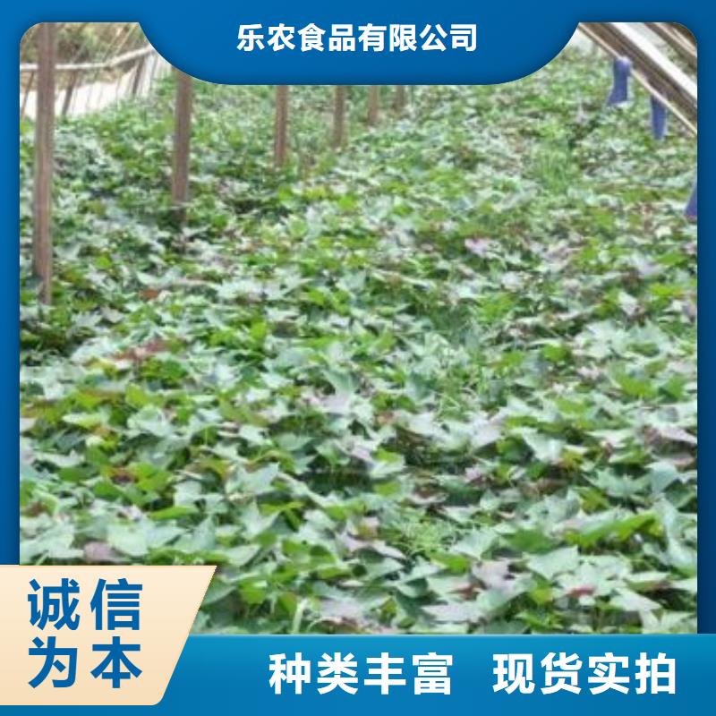 紫薯种子价格
