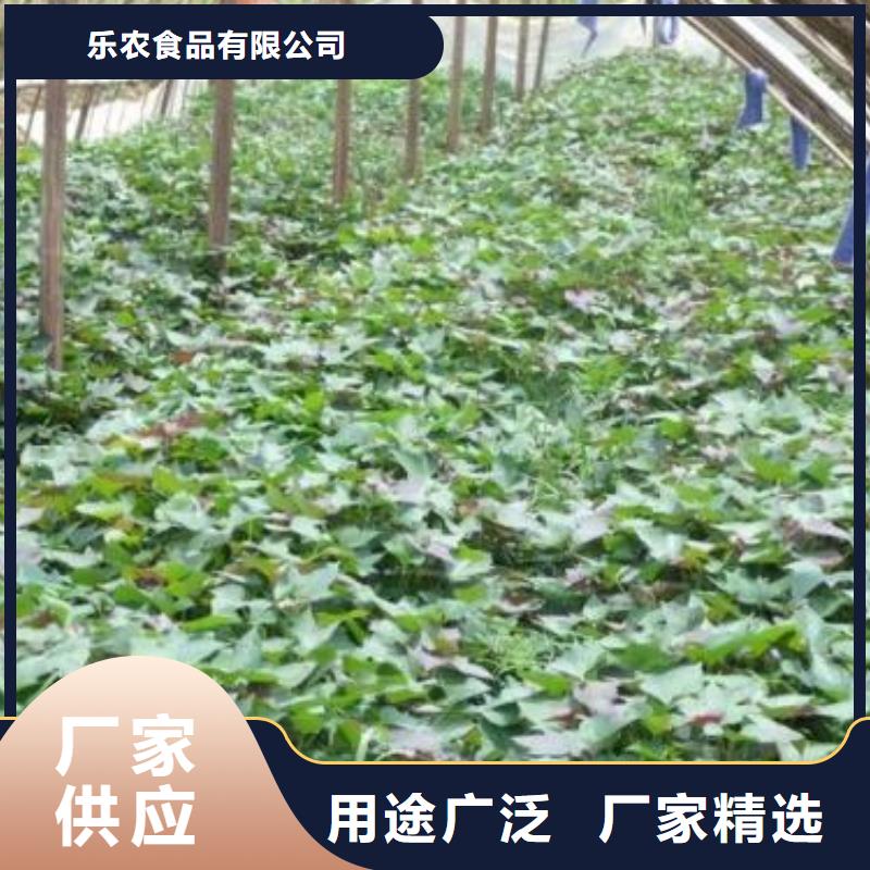 脱毒紫薯苗多少钱