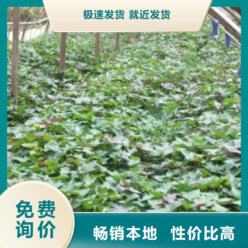 【紫薯苗红薯丁精致工艺】