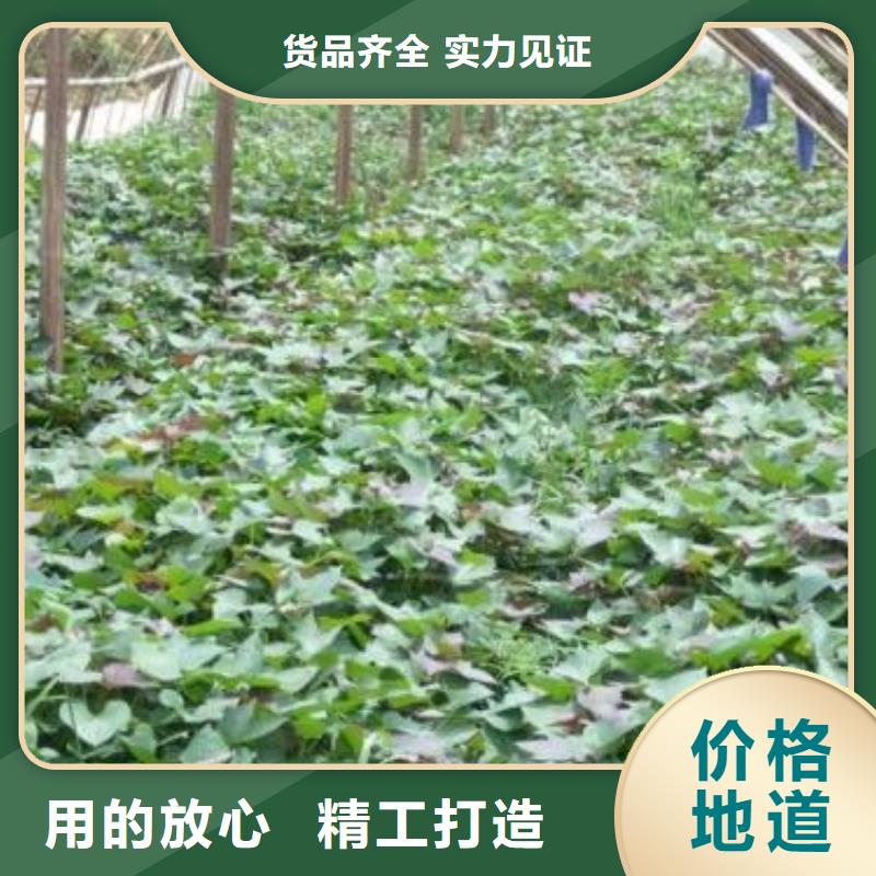 济黑2号地瓜苗（紫薯苗）择优