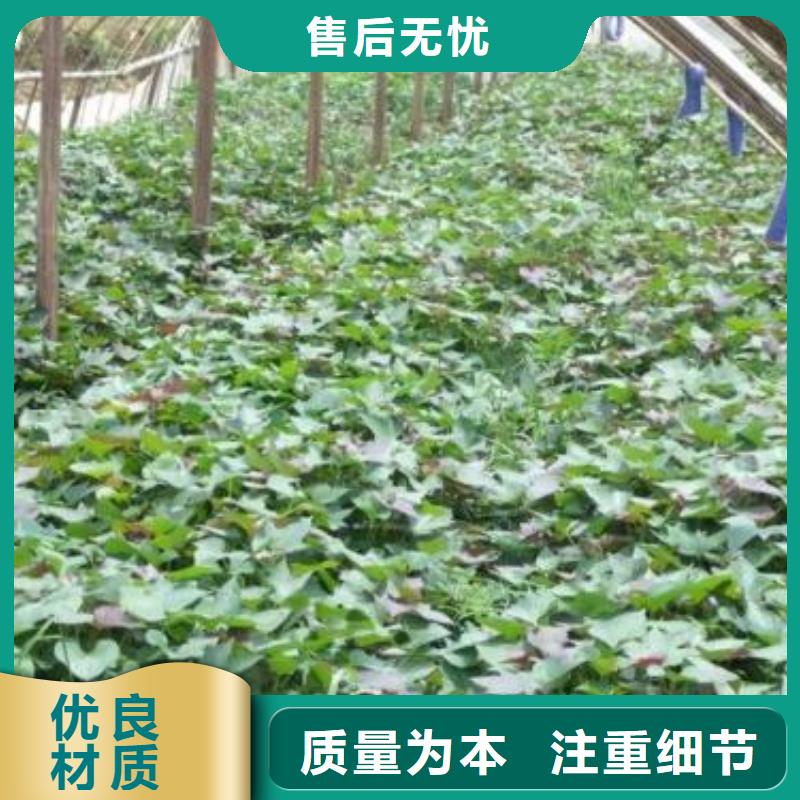 紫红薯苗厂家价格是多少