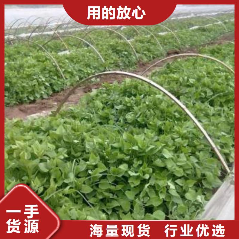 红薯苗（西瓜红）市场报价