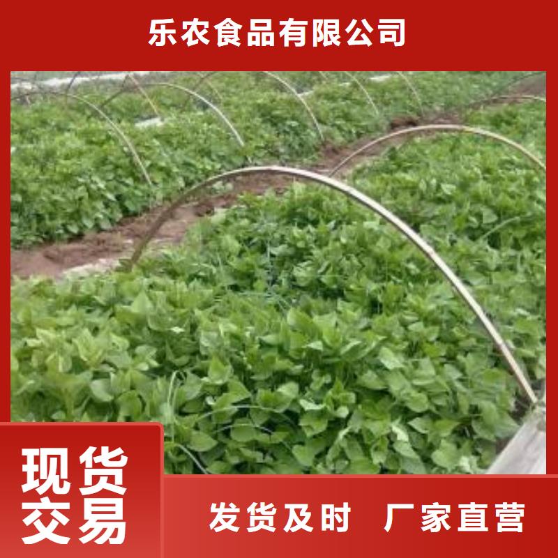 红薯苗（西瓜红）电话
