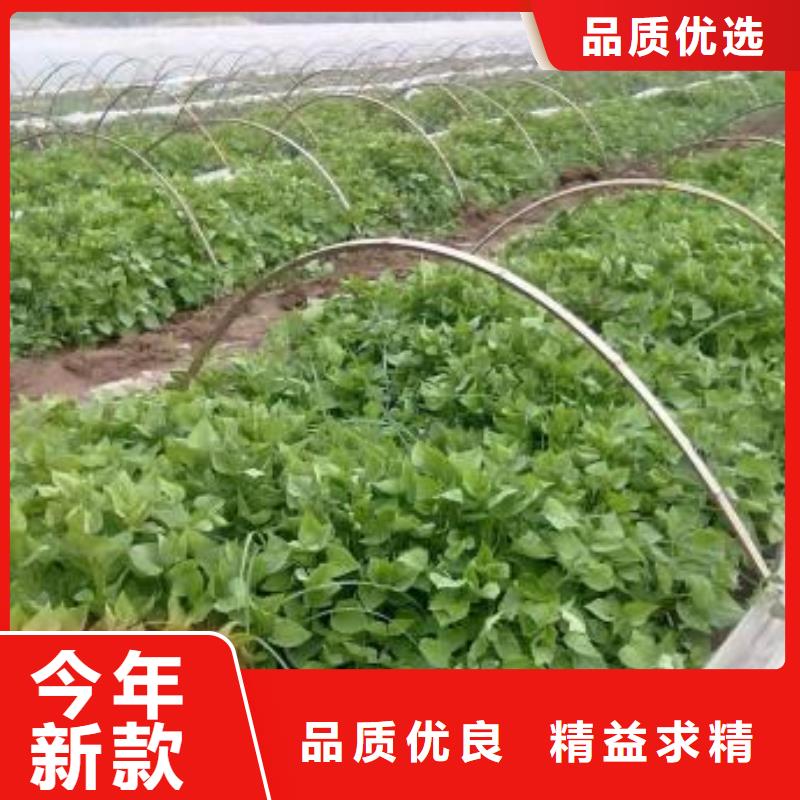 紫地瓜苗子批发销售
