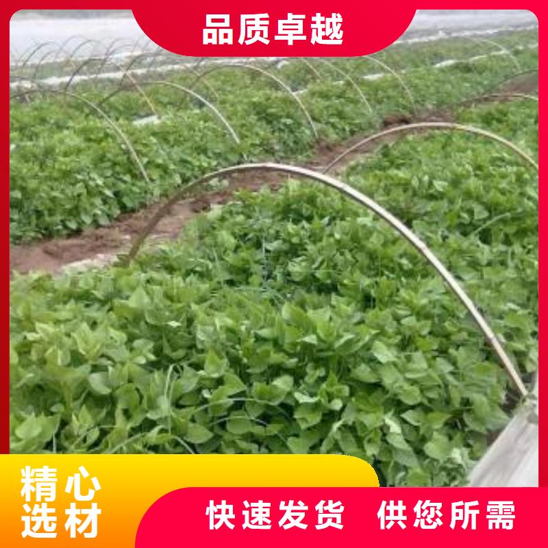 紫地瓜苗子供应