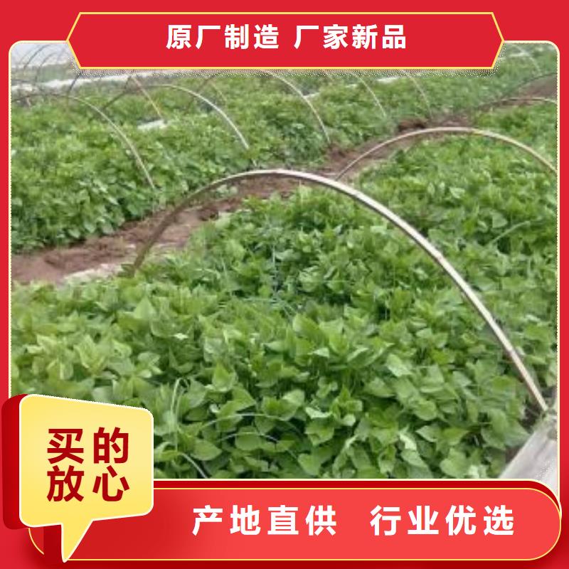 紫甘薯苗厂家价格