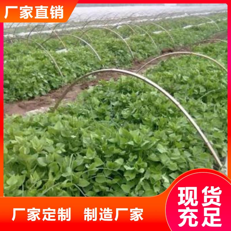 紫薯苗子哪里有卖的