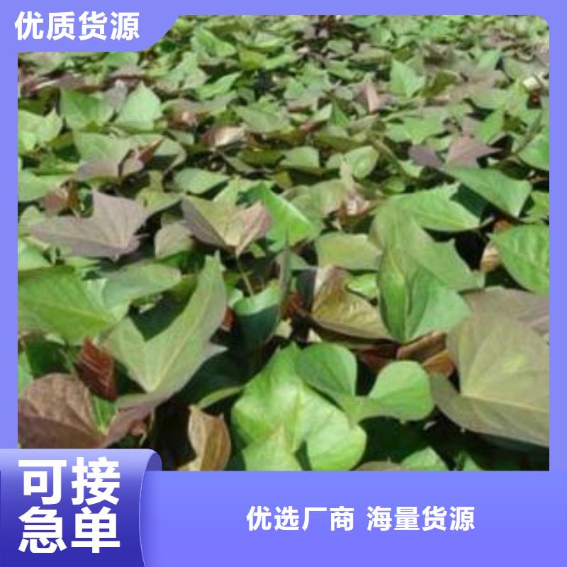 红薯苗（西瓜红）电话