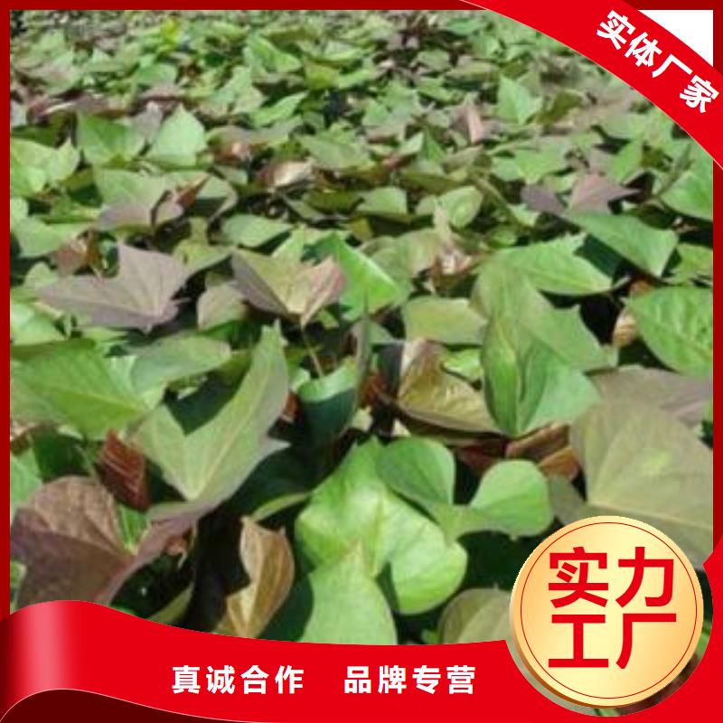 麦茬苗（紫薯)产量高
