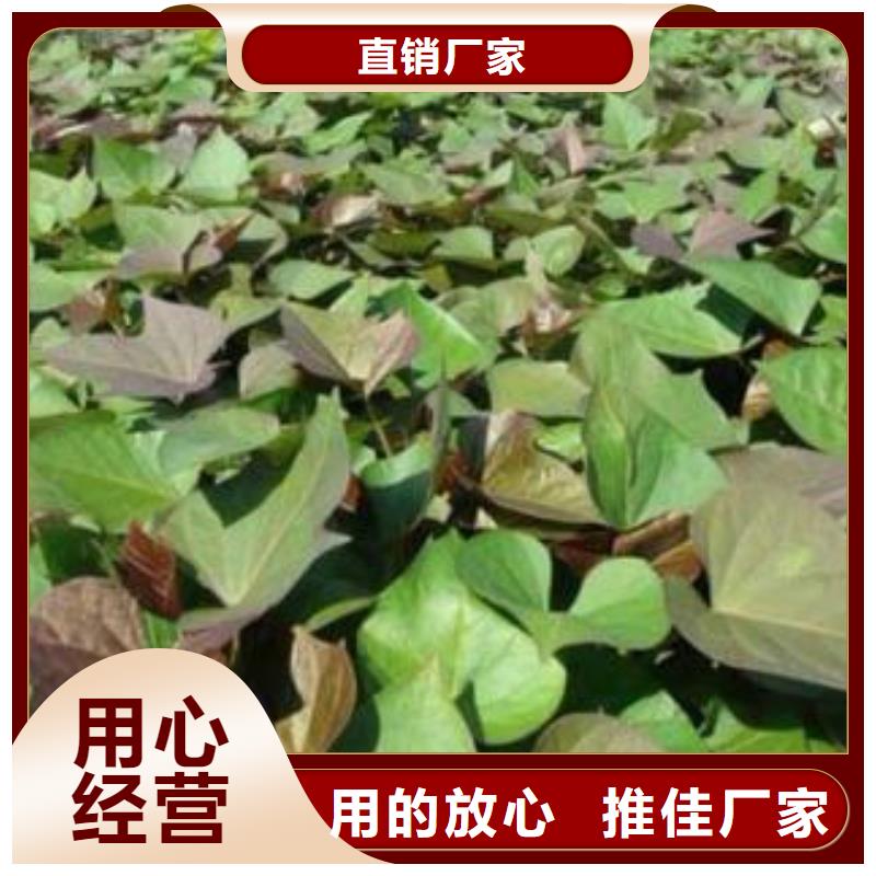 紫薯苗子种植厂家