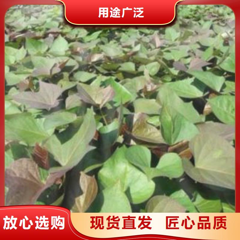 紫甘薯苗批发销售