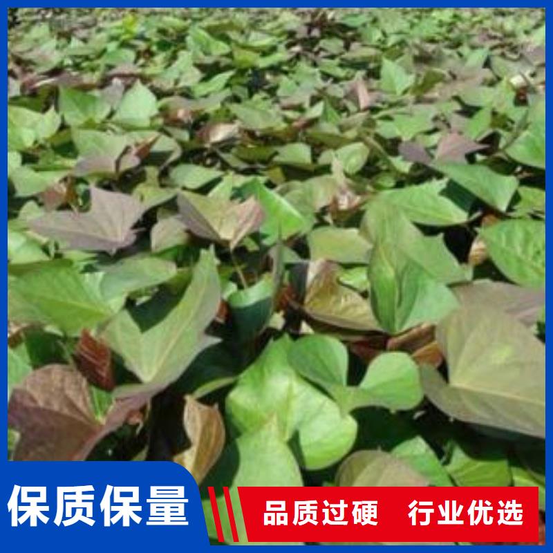 紫薯种苗多少钱