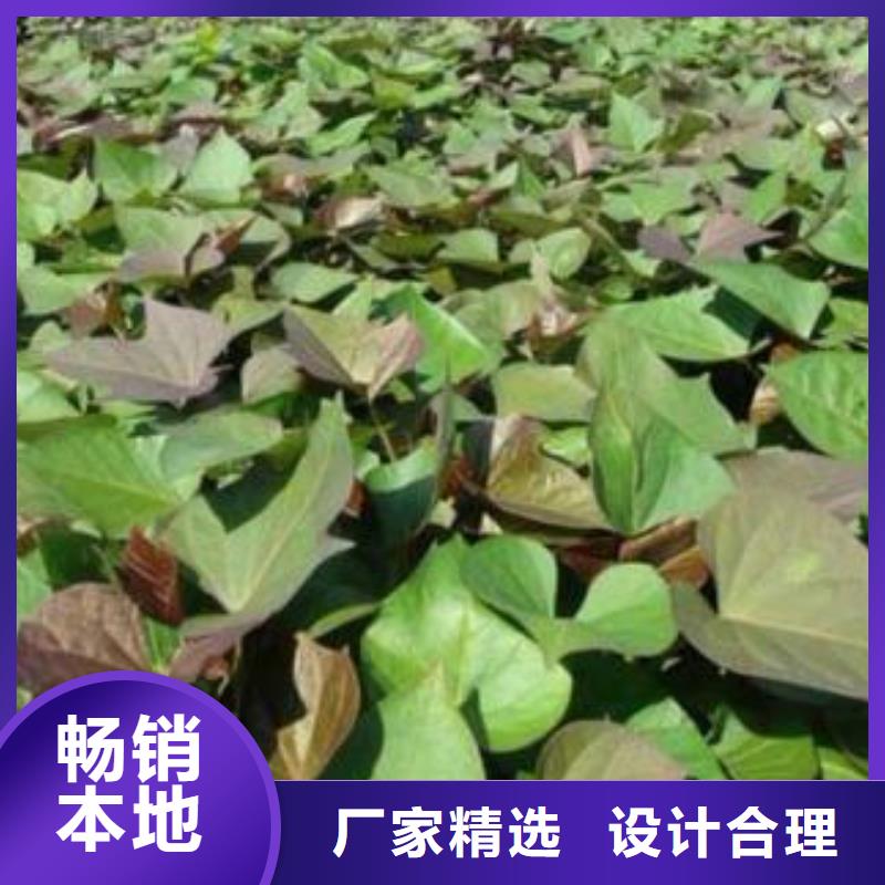紫薯苗厂家价格