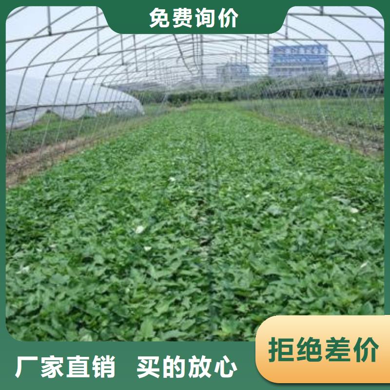 紫薯苗南瓜丁厂家经销商