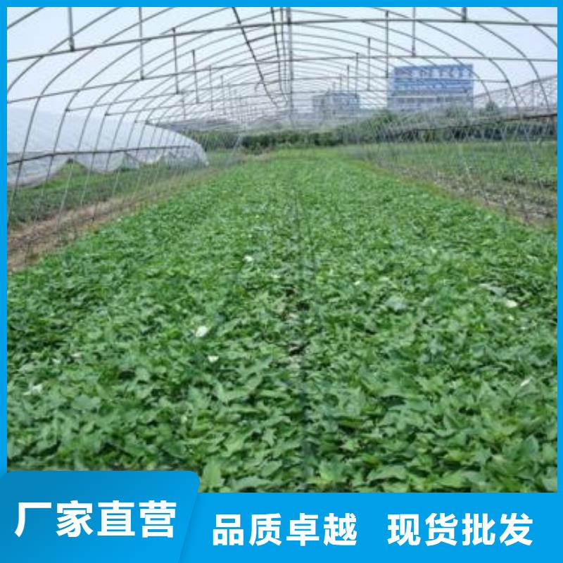 麦茬苗（紫薯)批发市场