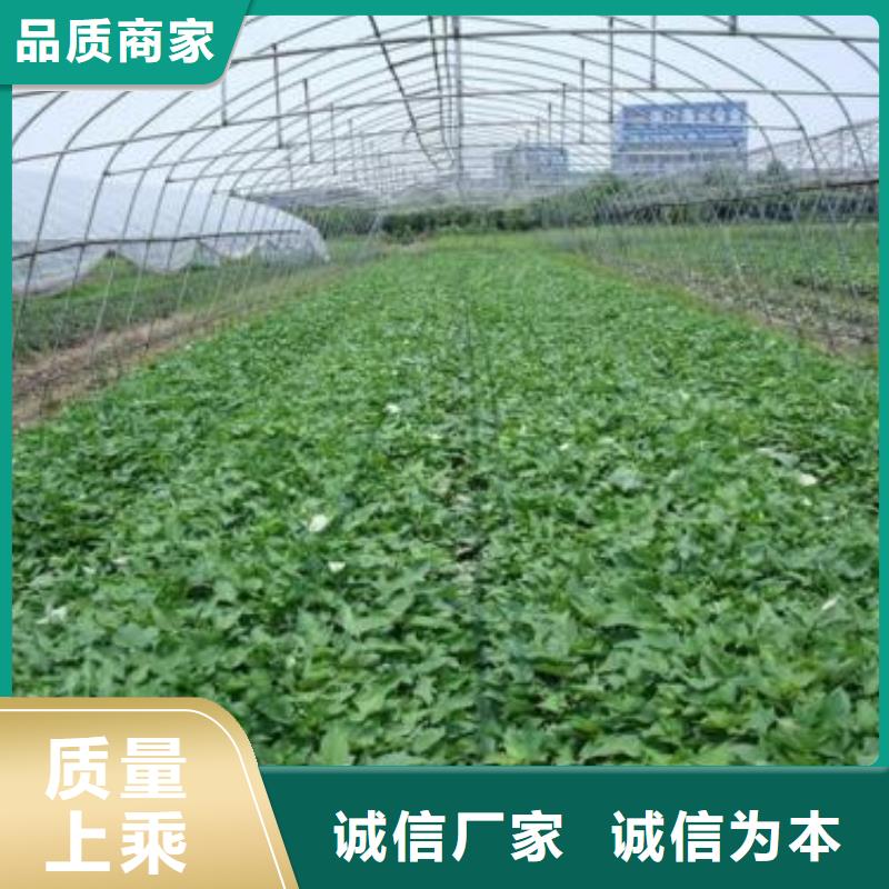 紫地瓜苗子种植基地