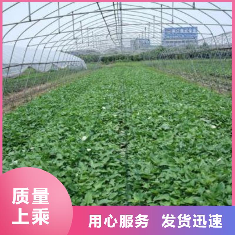紫地瓜苗图片