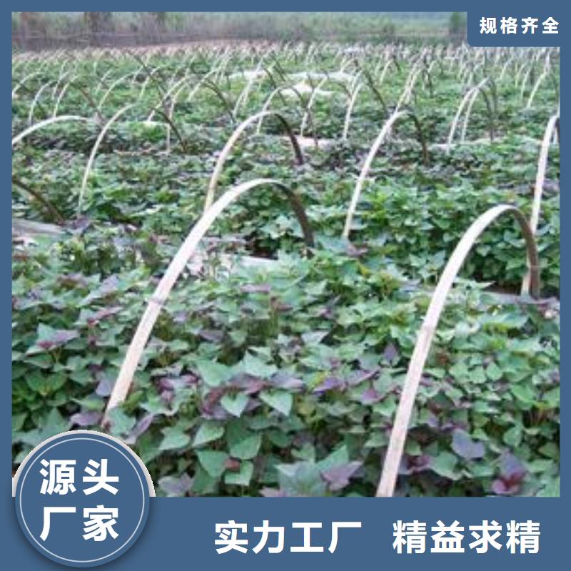 紫薯种苗欢迎致电
