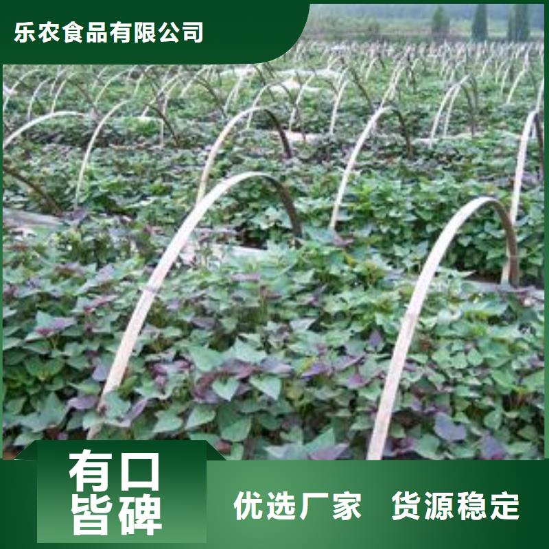 紫薯苗哪里有卖的