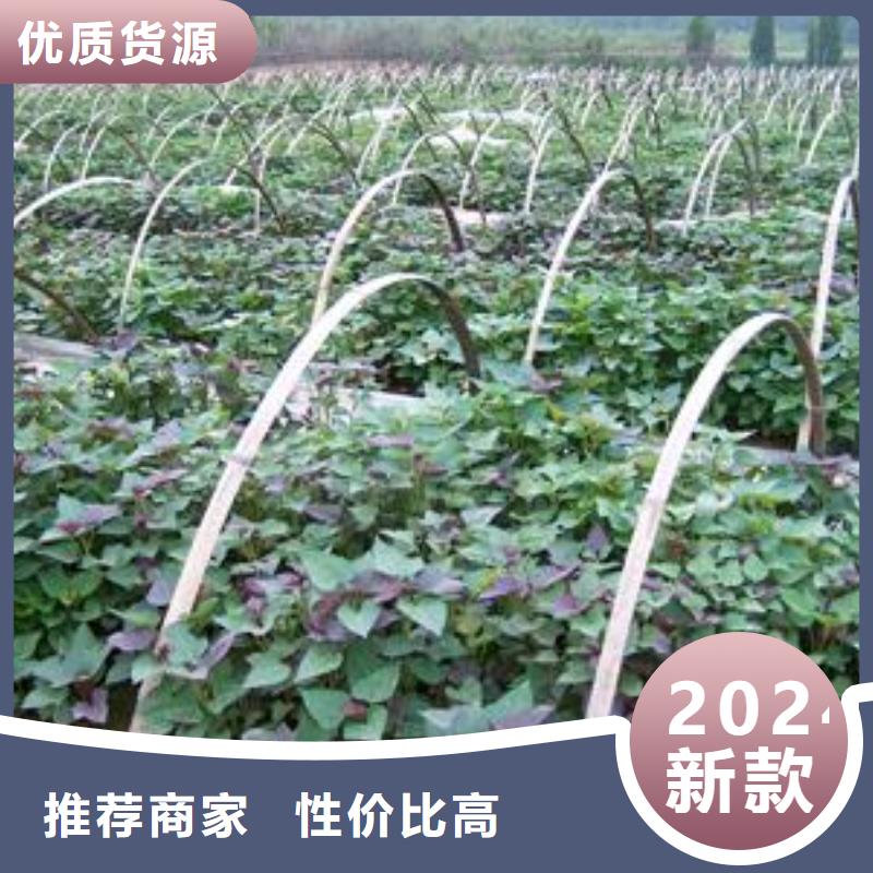 紫薯苗（济黑2号）2025新苗上市