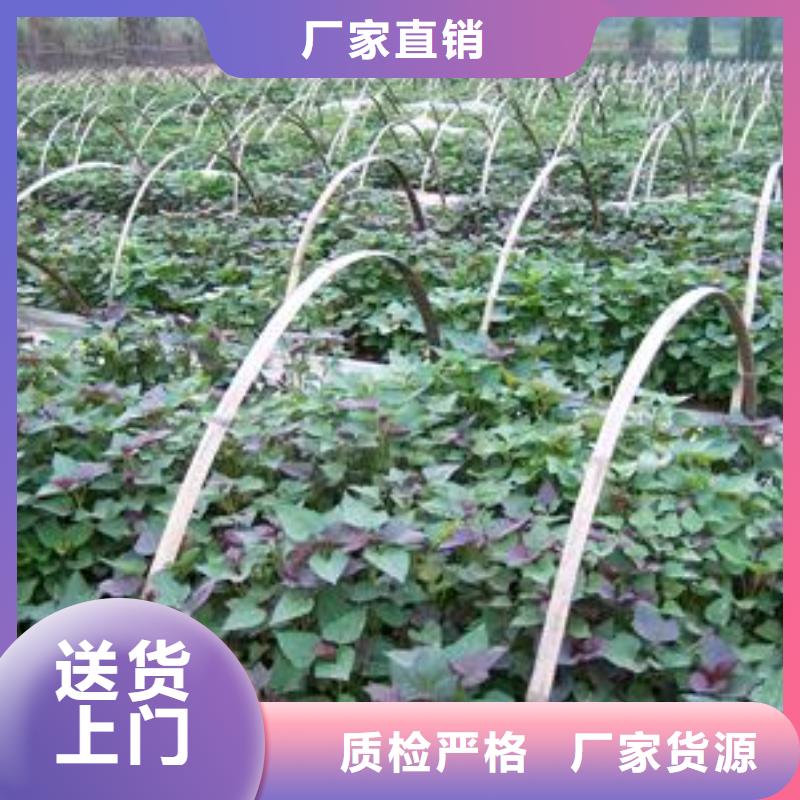 襄樊紫甘薯苗供应
