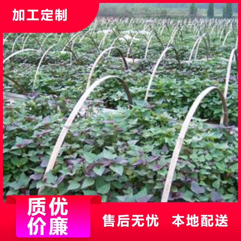 紫薯种苗什么时候种
