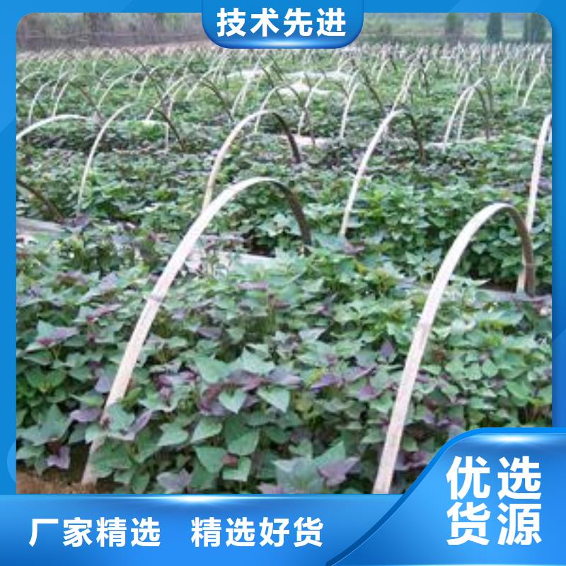 紫薯种苗欢迎致电