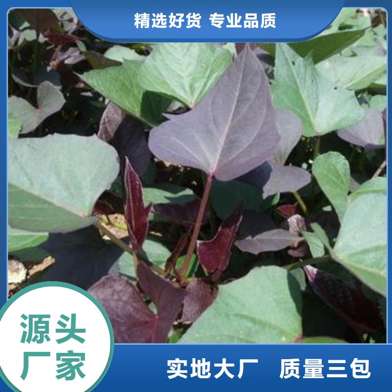 脱毒紫薯苗厂家价格