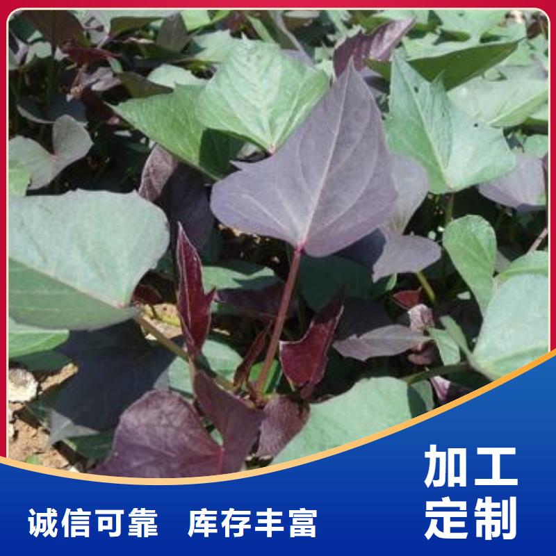 紫薯种子电话