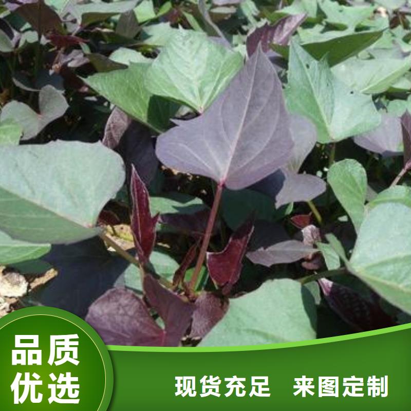 紫地瓜苗子批发销售