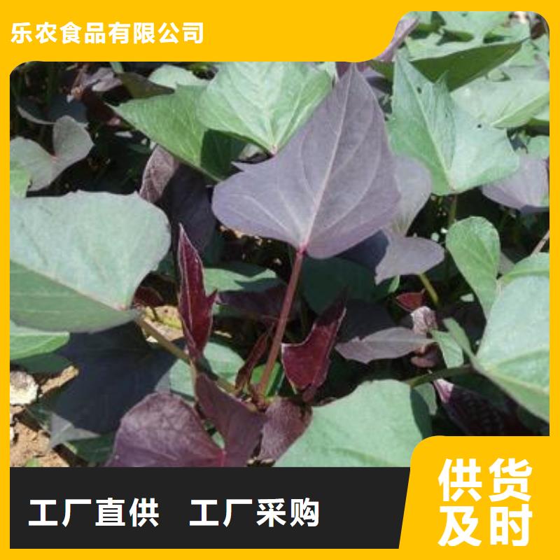 济黑2号地瓜苗(紫薯苗)欢迎洽谈合作