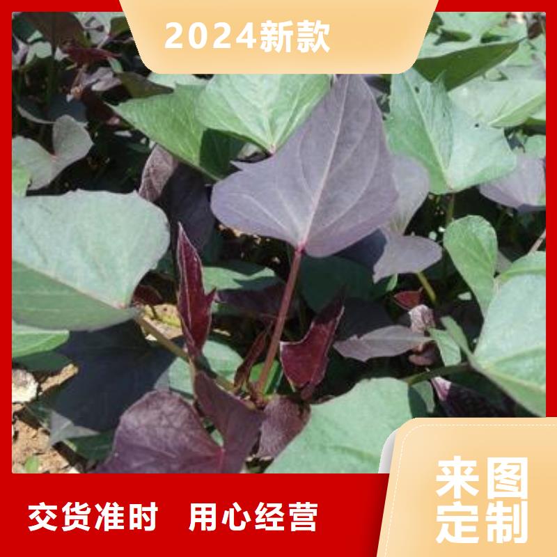 紫甘薯苗批发销售
