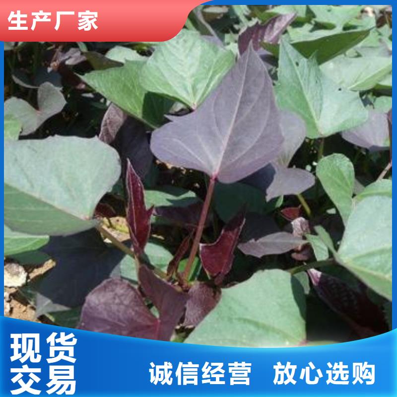 紫地瓜苗子报价