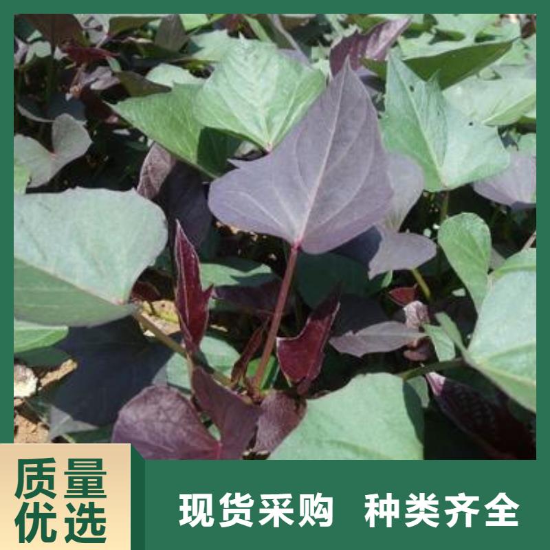 紫地瓜苗欢迎致电