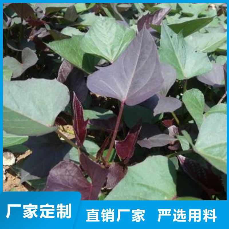 紫甘薯苗保回收
