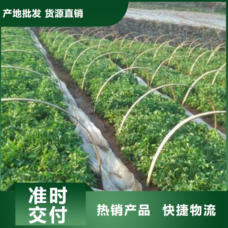 紫薯苗无虫害