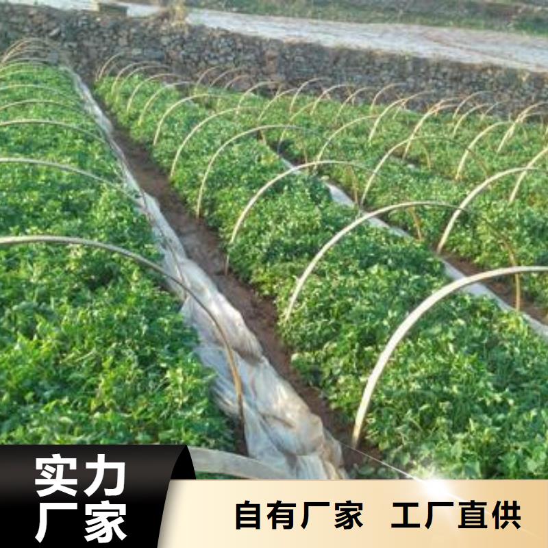 脱毒紫薯苗市场报价