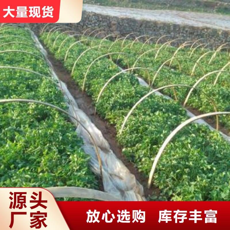 紫薯种子多少钱