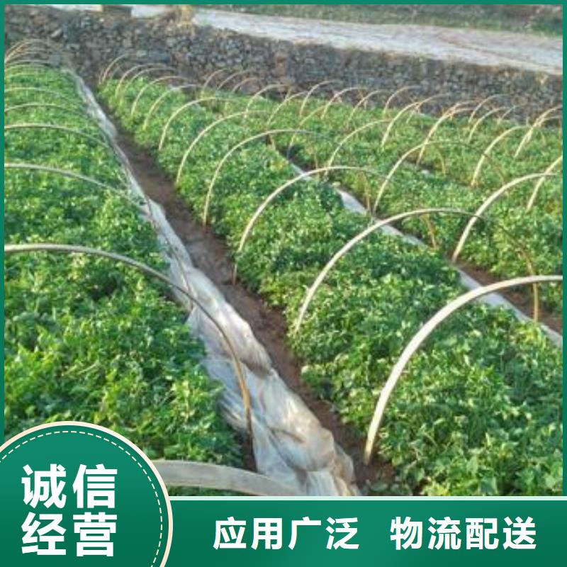 紫地瓜苗子价格