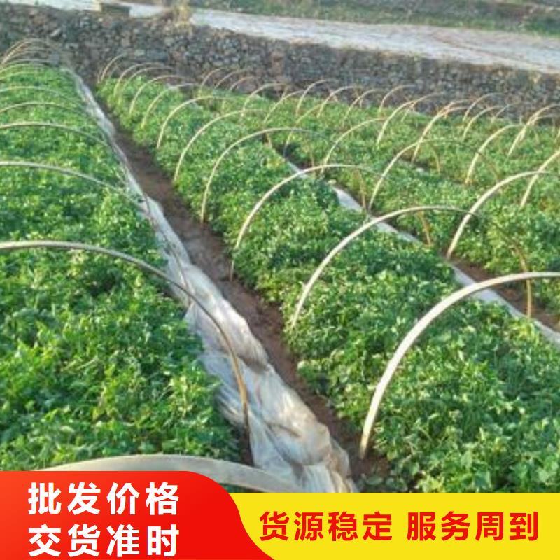 紫甘薯苗批发