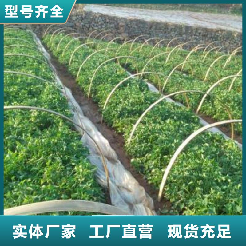 紫薯苗（济黑2号）报价